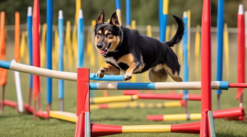 dog agility training classes