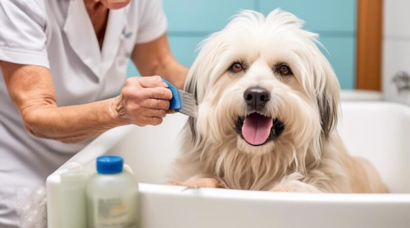 senior dogs require special grooming