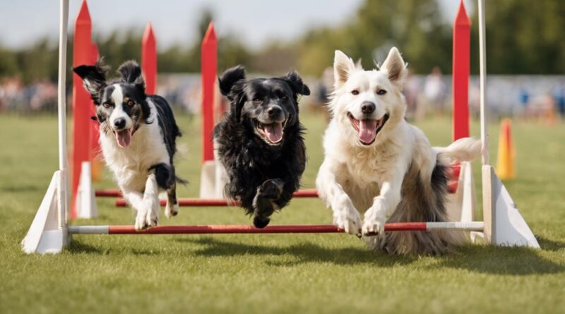 best dog sports guide
