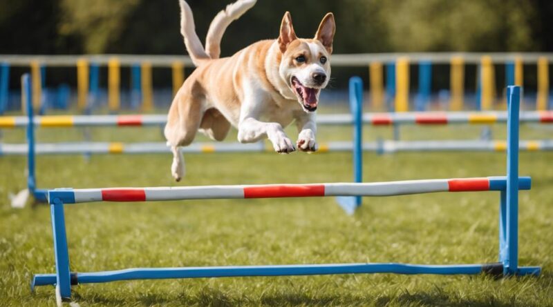 dog agility training tips