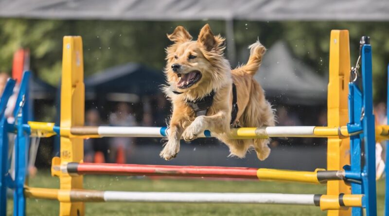 dog sports competition guide