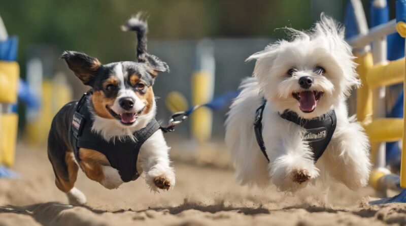 dog sports for small breeds