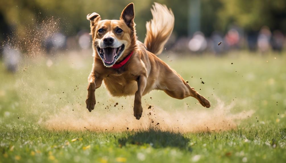 frisbee dog competition obstacles