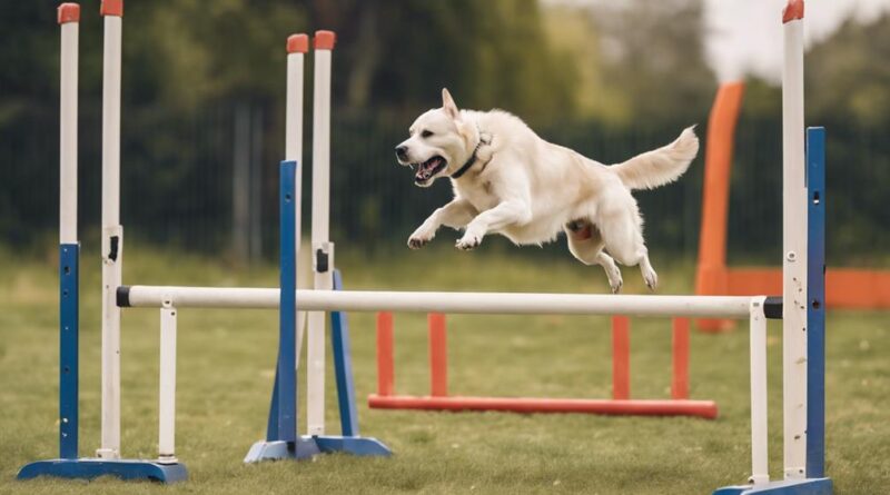 training dogs for sports