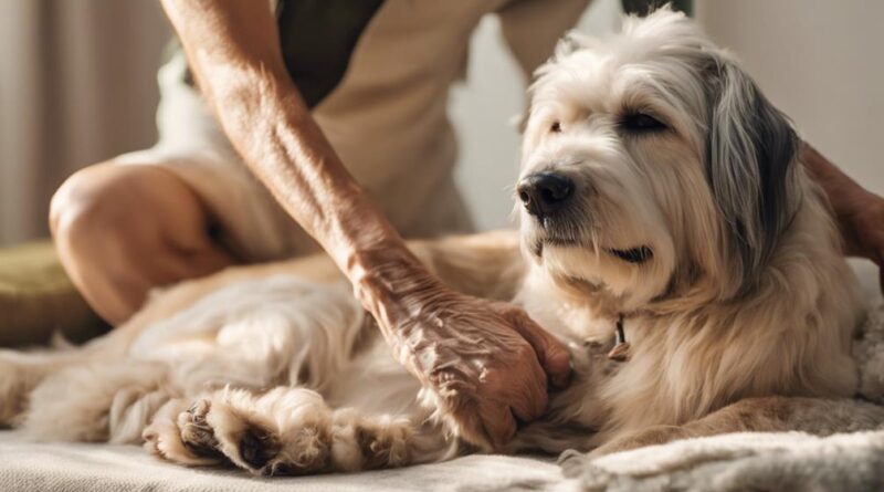 caring for senior dogs